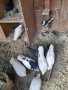Продавам гълъби, снимка 2