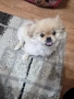 Пекинез на 4 месеца, снимка 4