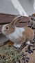 Холандски зайци, зайци Веселина и кръстоска, снимка 1