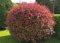 Фотиния-(Photinia Red Robin), снимка 5