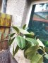 Фикус каучуково дърво разсад, снимка 9
