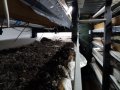 20 футов контейнер за земеделие, хидропоника - за производство на разсад, микро растения и гъби, снимка 7