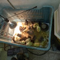 продавам пилета петли оплодени  яйца , снимка 1 - Кокошки и пуйки - 43893028