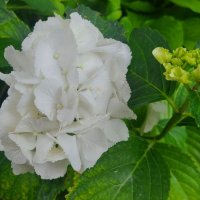 Многогодишна студоустойчива хортензия , снимка 11 - Градински цветя и растения - 37338913