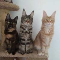 Чистокръвни котенца от породата МЕЙН КУУН!!, снимка 8 - Мейн кун - 26667010