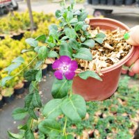 Винка Минор Атропурпуреа, Vinca minor 'Atropurpurea', снимка 7 - Градински цветя и растения - 43734275