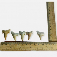 Зъби от праисторическа Акула,фосили Мексико, снимка 2 - Антикварни и старинни предмети - 36568887