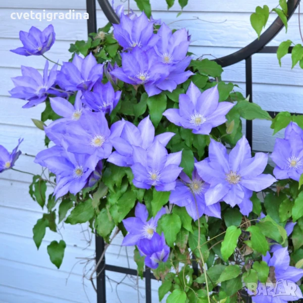 Clematis H.F. Young (Клематис Х. Ф. Йънг), снимка 1