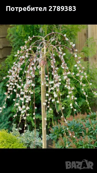 Плачеща върба , снимка 1