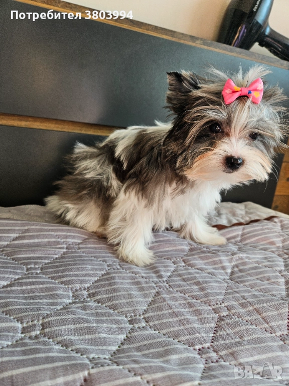 Родословна красавица! Йоркширски териер Мерле, Blue berry , снимка 1