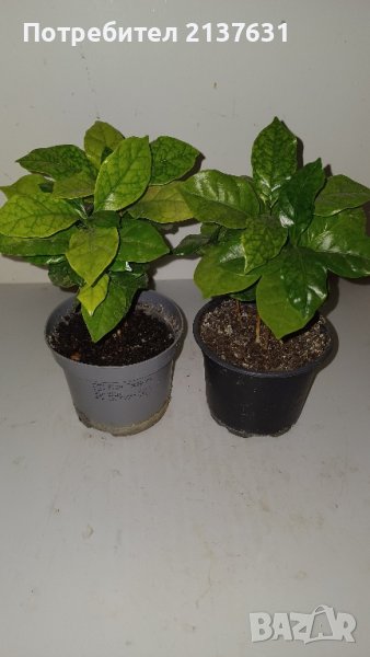 КАФЕ  - Растение , снимка 1