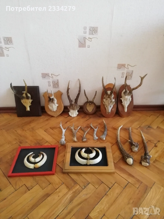 Рога от саръндаци и зъби от диво прасе, 70-80те години, снимка 1