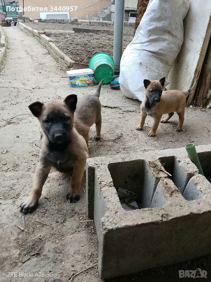 Белгийска Овчарско куче, снимка 1