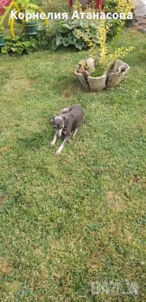 Малка италианска хрътка, снимка 1