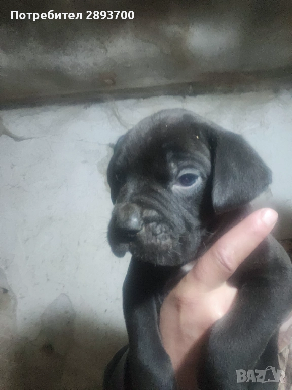 Черни КАНЕ КОРСО с ПАСПОРТ и ВАКСИНА, снимка 1