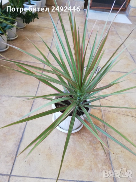 Драцена, снимка 1