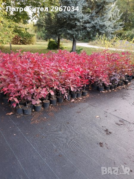 Американски червен дъб цена 12 лева тел за връзка 0879324134 пращам със еконт , снимка 1