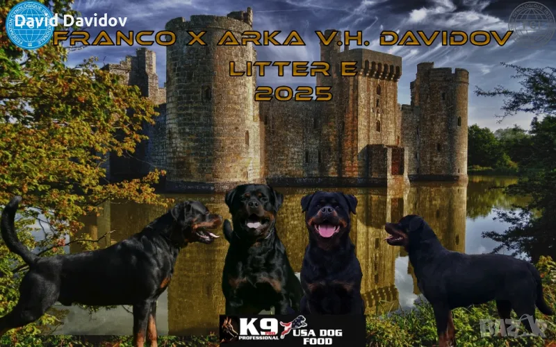 Ротвайлерчета По FCI Стандарт Ротвайлер, снимка 1