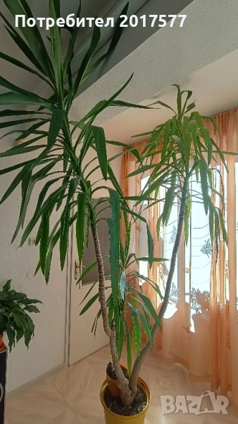 Палма юка, снимка 1