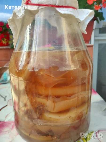Тибетска гъба Комбуча SCOBY, снимка 1
