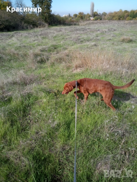 Ловно куче-шоколадово гонче , снимка 1