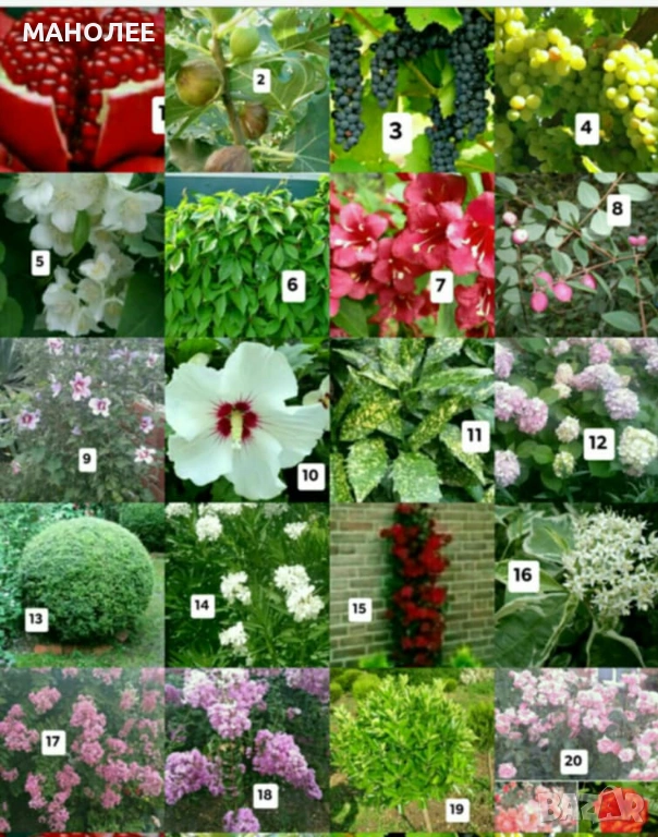 💐💐💐💐50 РЕЗНИКА В ЕДИН ПАКЕТ /видове по избор/ ЗА 10 € 💐🎁🪷🌞, снимка 1