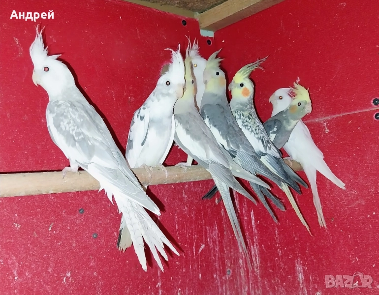 Папагали Корела 30 броя , снимка 1