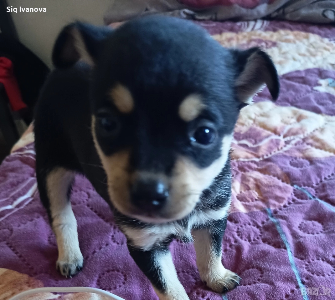 за повече информация на лично , снимка 1