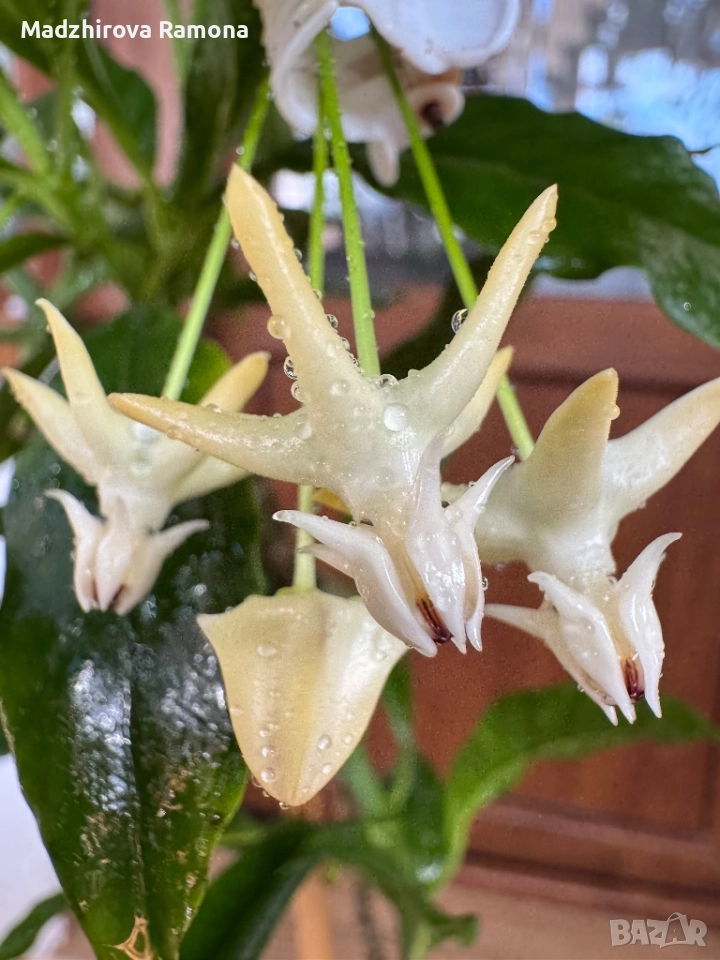 Hoya Multiflora , снимка 1
