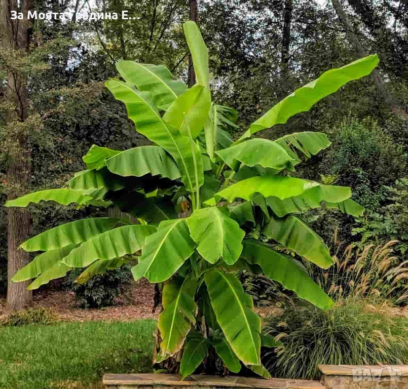 Банан- Мусо, снимка 1