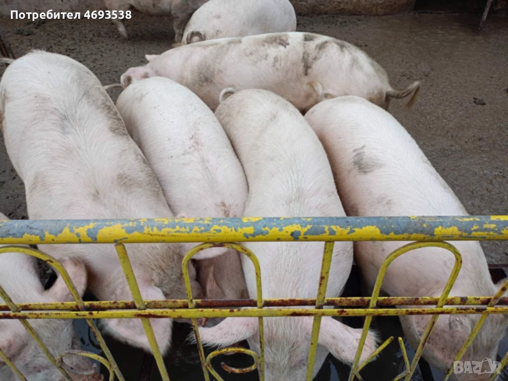 Продавам прасета , снимка 1