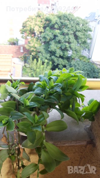 Традескасия , снимка 1