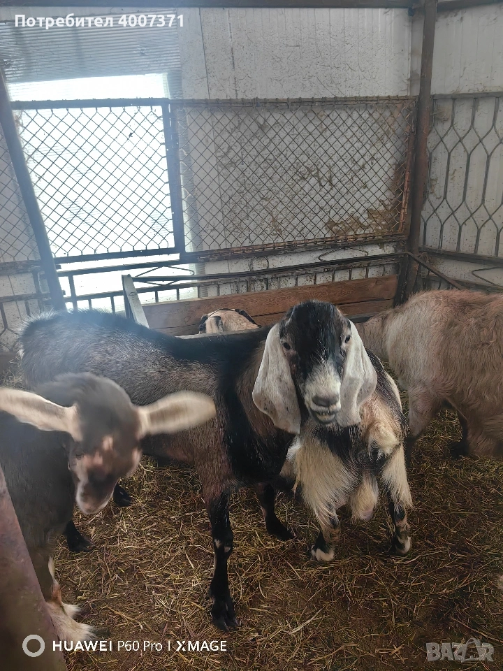 Чистокръвен англонубийски пръч , снимка 1