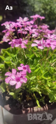 Продавам цветя Детелина Оксалис – 5 бр големи саксии, снимка 7 - Разсади - 49995561