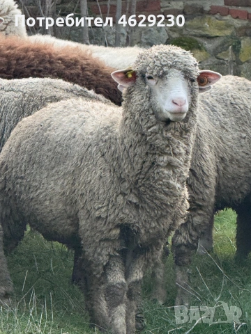 Североизточнобългарска тънкорунна 35 броя, снимка 5 - Овце - 52132645