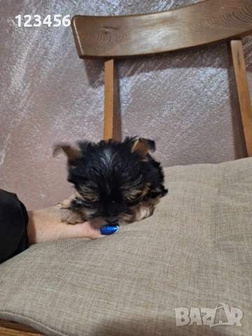 Йорки мини , снимка 4 - Йоркширски териер - 53416685