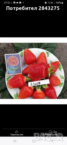 разсад ягоди , снимка 7 - Градински цветя и растения - 47363929