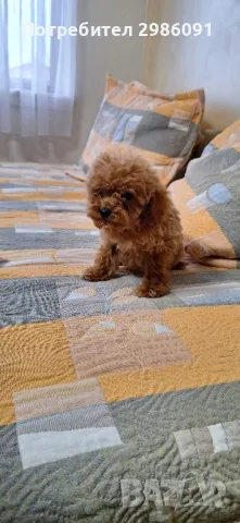 той пудел женско, снимка 2 - Пудели - 49880739