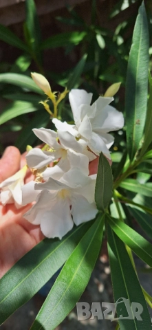 Зокум/ Олеандър в бял и розов кичест цвят, снимка 11 - Разсади - 51549509