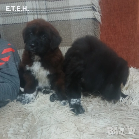 Каракачанка топ кутретата., снимка 5 - Каракачанска овчарка - 52368395