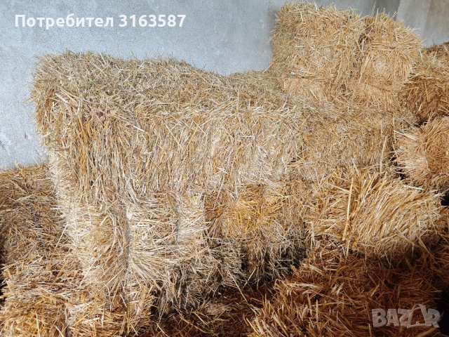 Бали пшенична слама , снимка 4 - За селскостопански - 53082998