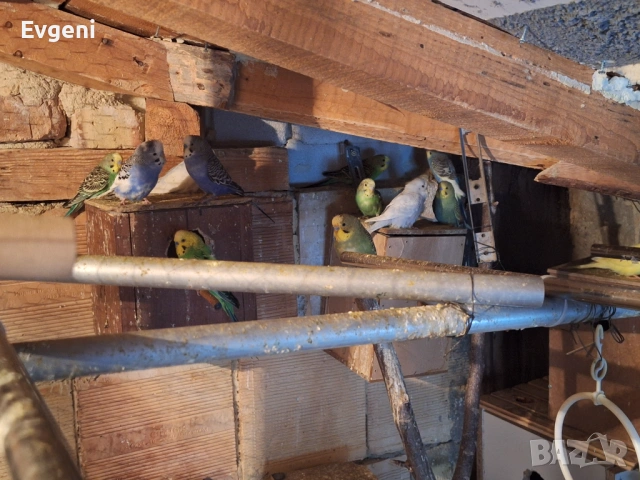 Вълнисти папагали , снимка 9 - Папагали - 51473102