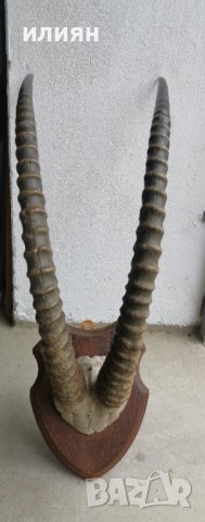 Уникален трофей  рога   антилопа Сейбъл. , снимка 2 - Други - 40656100