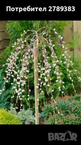 Плачеща върба , снимка 1