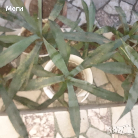 Алгаве,синьо,с лечебни свойства,донесено от Португалия, верее в BG .За Пловдив- лично предаване. , снимка 3 - Саксии и кашпи - 52554214