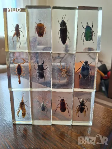 Колекция от насекоми, снимка 7 - Филателия - 49422116