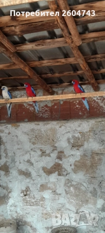 Продавам различни видове папагали , снимка 15 - Папагали - 52892178