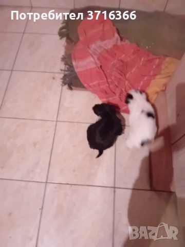 Продавам мини булонки, снимка 5 - Болонка - 53465084