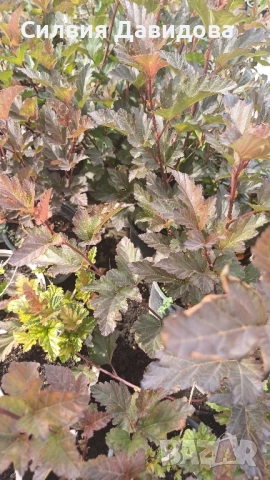 Физокарпус, снимка 4 - Градински цветя и растения - 51990472