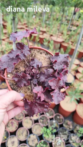  Хойхера Дворцово лилаво, Heuchera "Palace Purple"!!, снимка 6 - Градински цветя и растения - 46175493